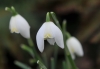 Galanthus nivalis L...